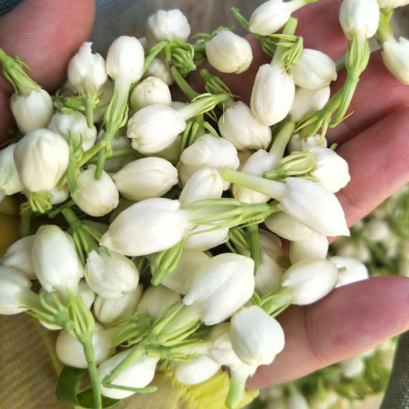 Dried Jasmine Flowers